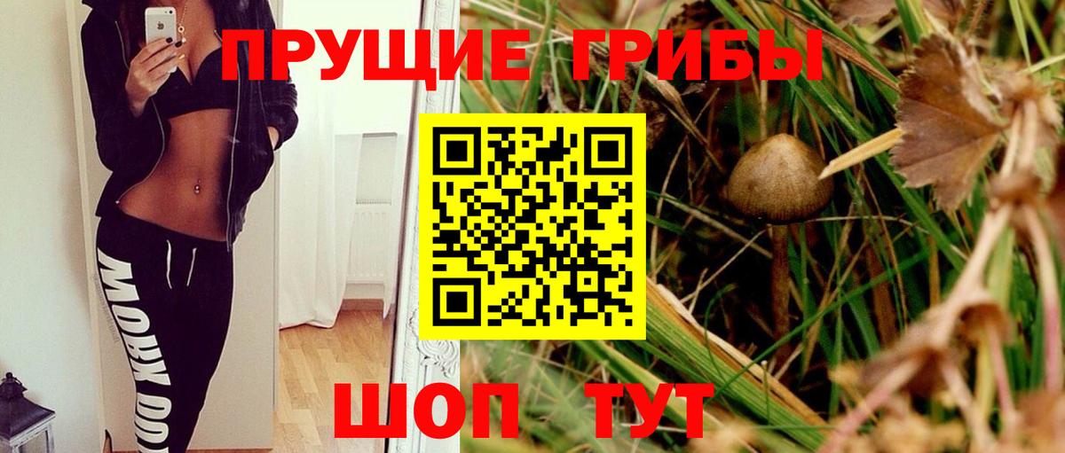 Галлюциногенные грибы Psilocybe Кудрово